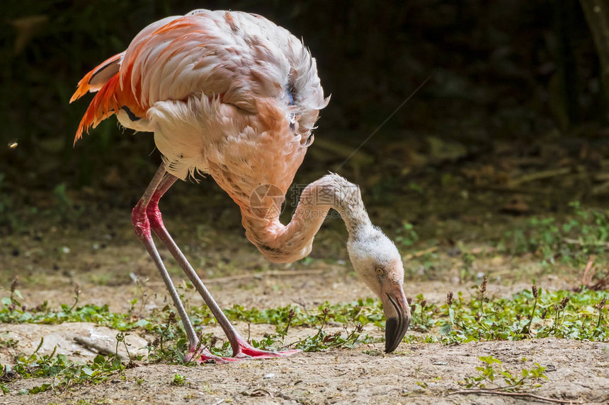 智利法拉明戈鸟PhoenicopterusChilensi图片