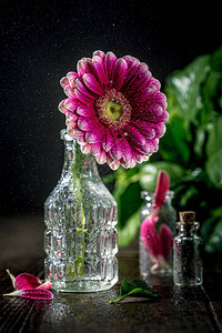 Glaas花瓶中带水滴的Gerbera粉红色花朵Floral情图片