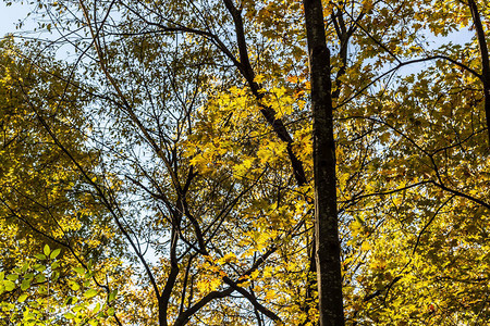 没有叶子的树和其他随着高公园季节变化图片