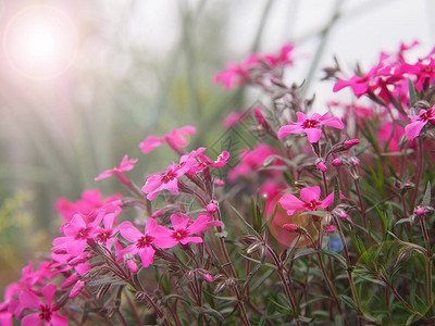 花园在晨光中绽放出粉红色的春天花朵图片