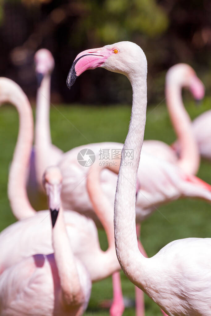 大火烈鸟Phoenicopterusr图片