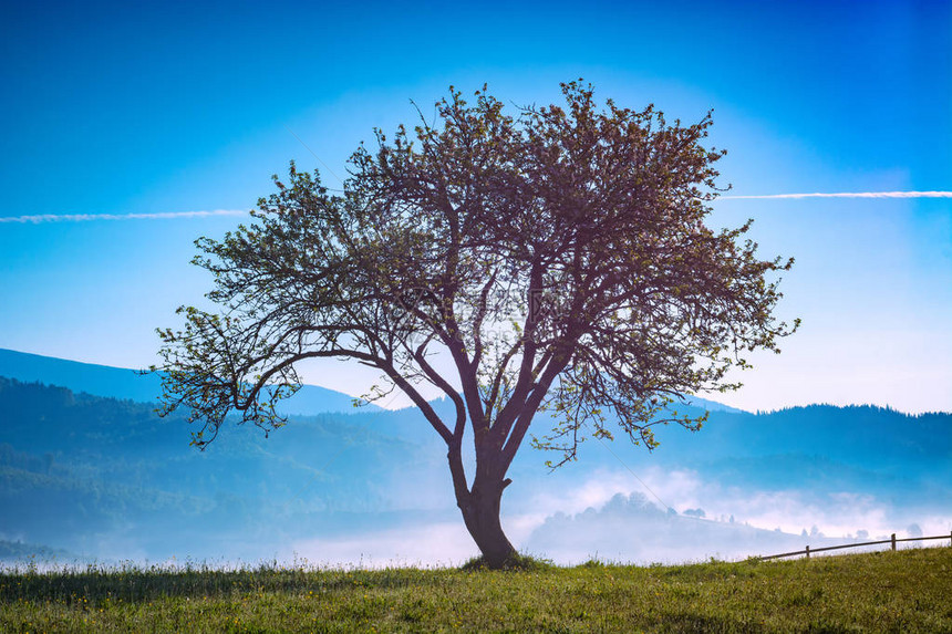 一片孤寂的树在迷雾山谷的一个山丘图片