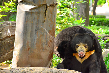 泰国曼谷考丁公园杜斯特动物园的马来西亚太阳熊都喜动物园是泰国曼谷最图片