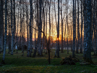 春天的白桦林清晨背光图片图片