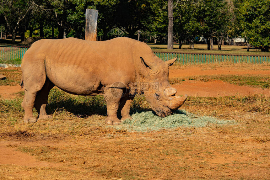 Rhino在巴西利亚动物园图片