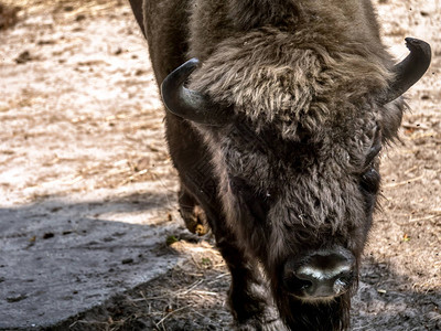 波兰Wolin公园欧洲Bison观景图片