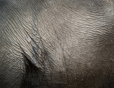 大象皮肤纹理的特写镜头图片
