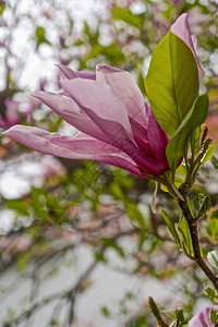 木兰Magnoliaxsoulangeana树的粉红色花朵特写镜头图片