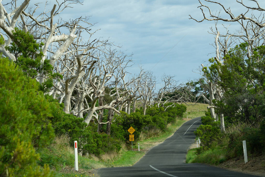 澳大利亚维多利亚州奥特威公园大洋路两侧的光秃图片