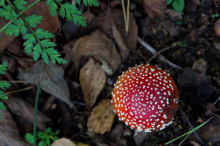 Amanita蘑菇图片
