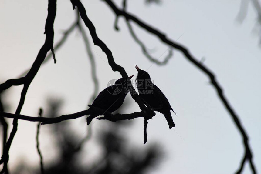 春天公园里的黑鸟图片