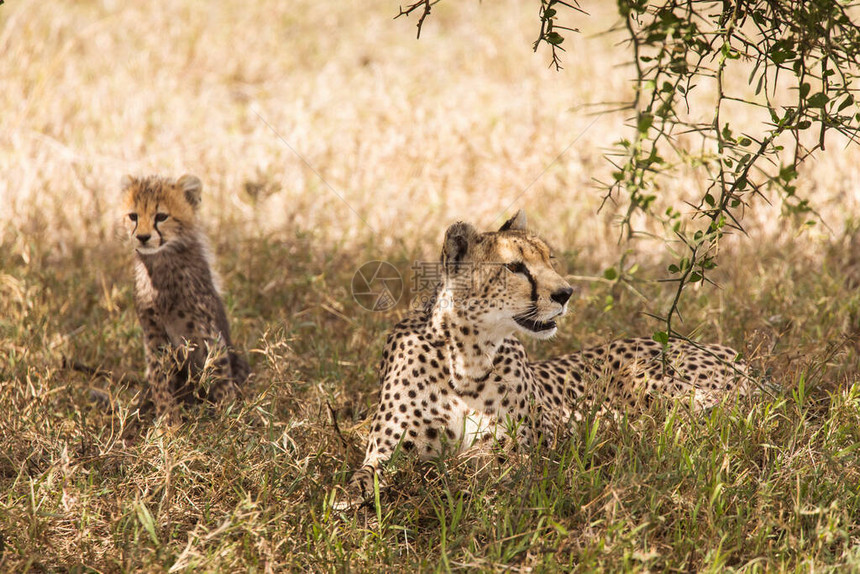 Cheetah及其幼崽在坦桑尼亚Serengeti公园的野外旅行期间图片