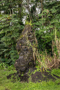 Ferns在绿色州立纪念碑公园中数世纪古老的黑色岩浆树丛之上生长图片