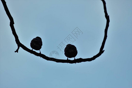 春天公园里的黑鸟图片
