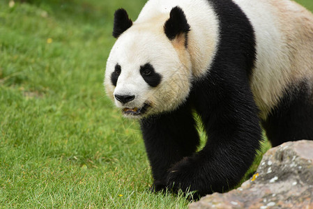 美丽的熊猫图片