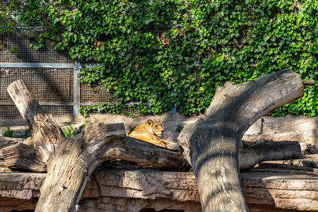 巴塞罗那动物园的狮子Panther图片