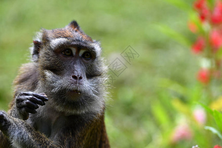 一只聪明又悲伤的猴子在森背景图片