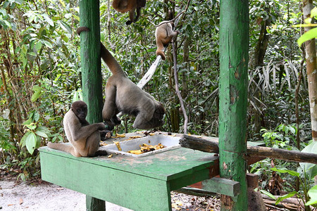 一大群猴子来吃午饭的水果图片