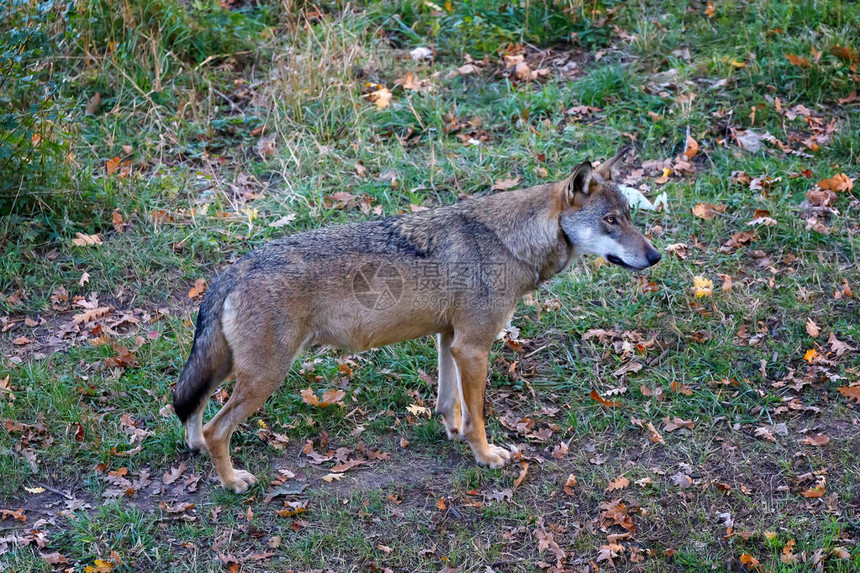 占主导地位的阿尔法狼的雄标本孤独的狼站在林间小路上意大利狼的精彩标本图片
