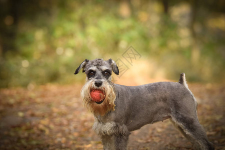 Schnauser正坐在路上秋天她图片