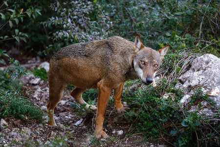 狼在树林里在森林前景中采集的成人标本狼肖像意大利狼的精彩标本图片