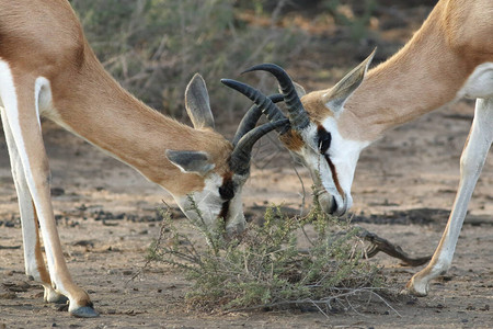 跳羚Antidorcasmarsupialis一群羚羊在沙漠中奔跑男图片