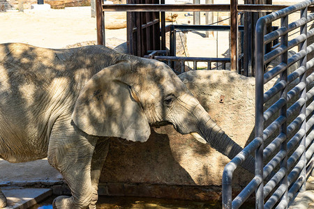 非洲布什大象LoxodontaAfricana在巴图片