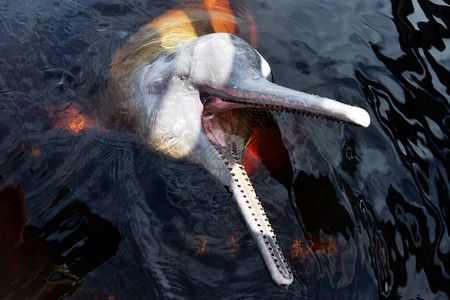 粉红海豚来到生物站赏鱼图片