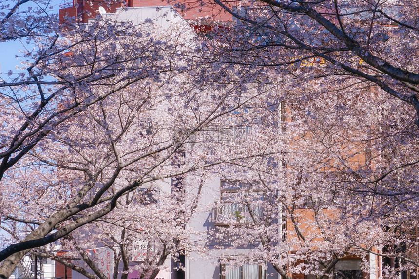 日本首都东京的樱花树图片