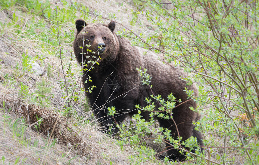 野熊动物自然动物群图片