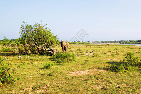 一只大象在雅拉国高清图片