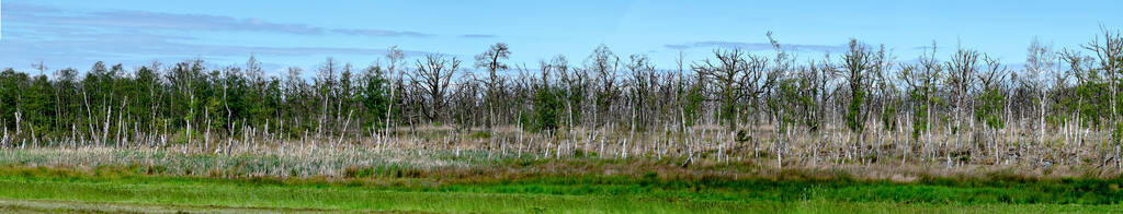 德国Zingst附近西波美拉尼亚湖地区公园的森林断裂图片