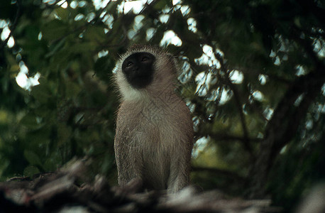 卡普金猴子坐在东图片