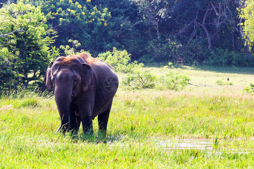一只大象在雅拉国图片