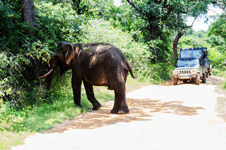 一只大象在雅拉国高清图片