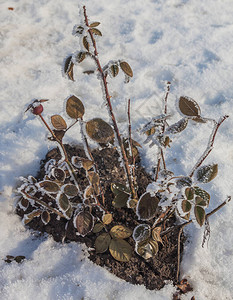 冬天下雪背景下的夏鲁布玫瑰花在寒冬图片