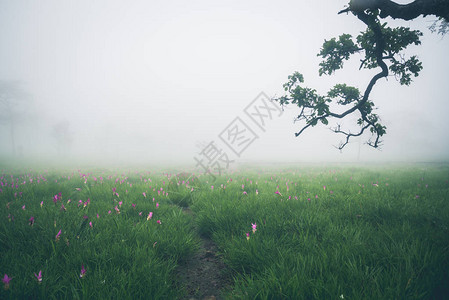 壁纸背景花园公室外雾下花园姜黄sessilis泰国热带森林山背景图片