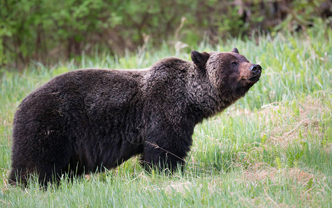 野生灰熊动物图片