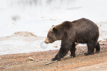 野生灰熊动物图片