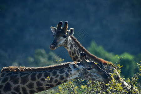 在自然公园散步的大宽的长颈鹿图片