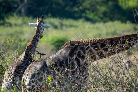 在自然公园散步的大宽的长颈鹿图片