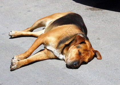 一头大流浪黑狗在街上睡图片