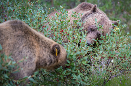野生灰熊自然动物图片