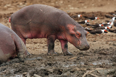 髋骨河马Hippopotamusamphibius或河马背景
