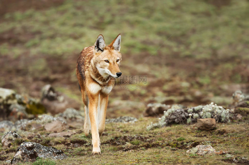 近距离接近埃塞俄比亚贝勒山的稀有和濒危的埃塞俄比亚狼Canissim图片