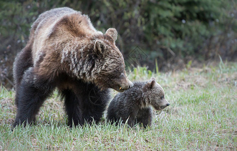 野生动物中的灰熊动物图片