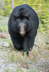 野生黑熊自然动物群图片