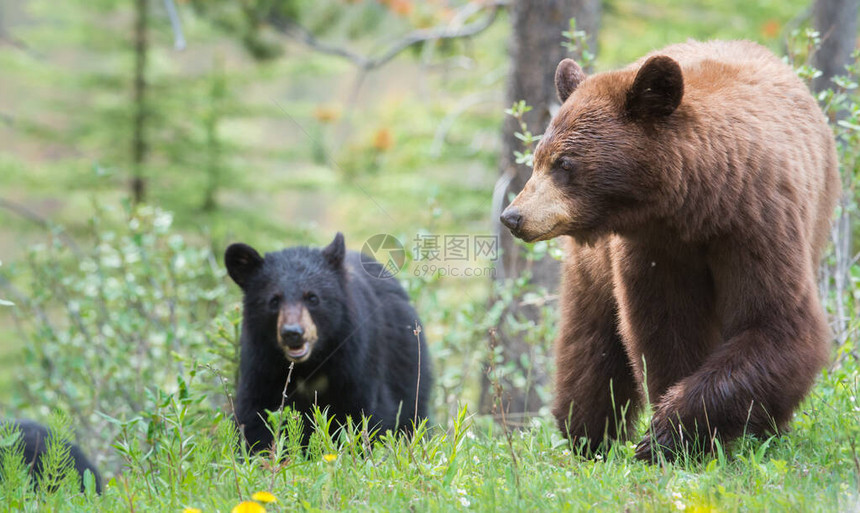 野生黑熊自然动物群图片