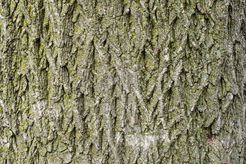 无缝树皮背景老树的棕色瓷砖纹理图片