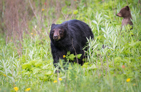 野生黑熊动物图片